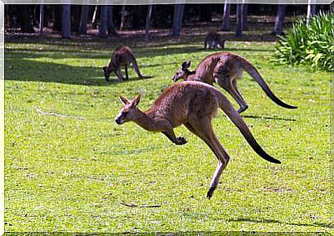 Animals in Australia, amazing species