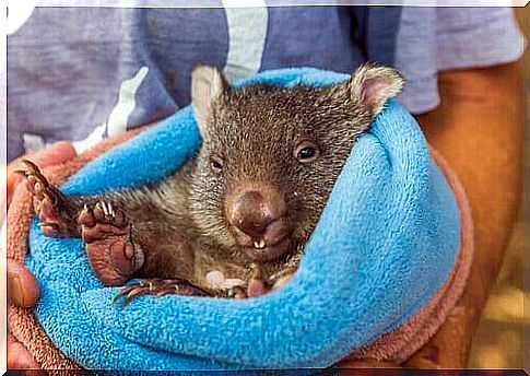 Wombat