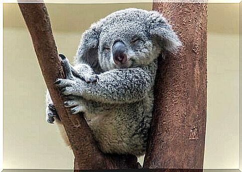 Koala che dorme