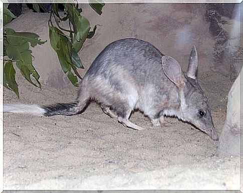 Greater Bilby