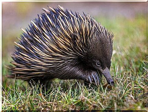 Echidna