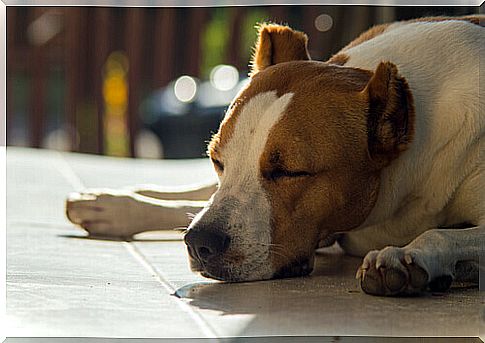 dog sleeping in the sun