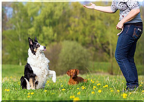 Basic Obedience Exercises in Dogs