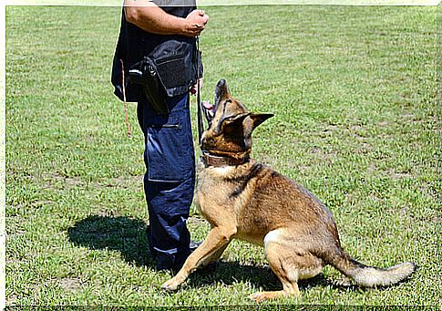 dog being trained