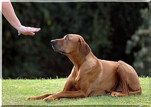 dog being taught a command 