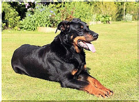 Beauce shepherd with his tongue out