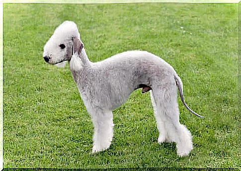 Bedlington terrier: characteristics and character