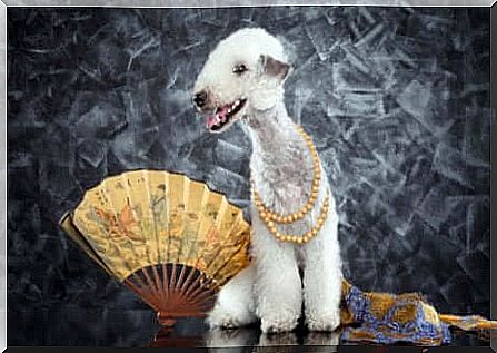 Bedlington terrier with a fan.