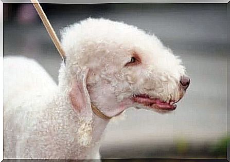 Bedlington terrier on a leash.