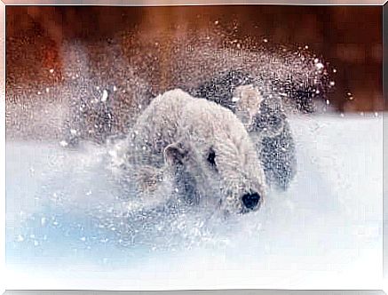 Dog running on the snow.