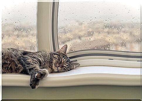 Behavior of cats when it rains