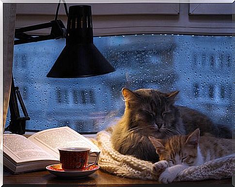 two cats sleep on a desk while it rains