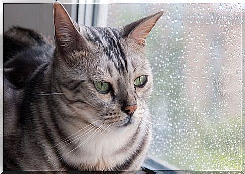 Kitty looks out window during rain