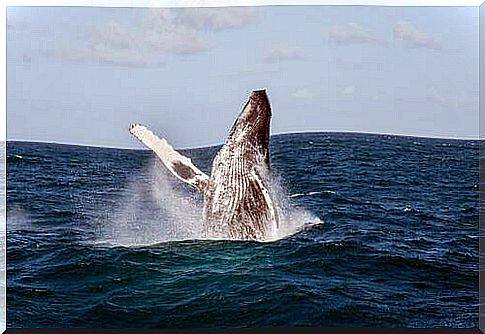 Whale jumps into the water