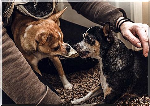 two little dogs fight over their owner's cuddles