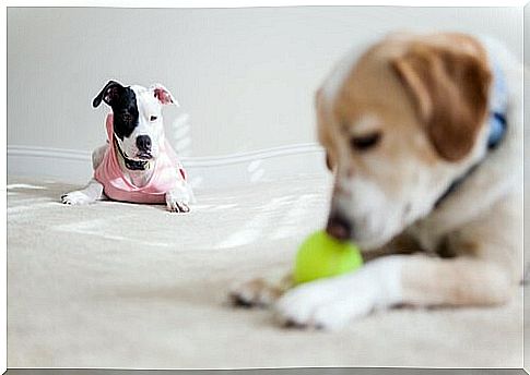 a little dog watches another dog play with a tennis ball