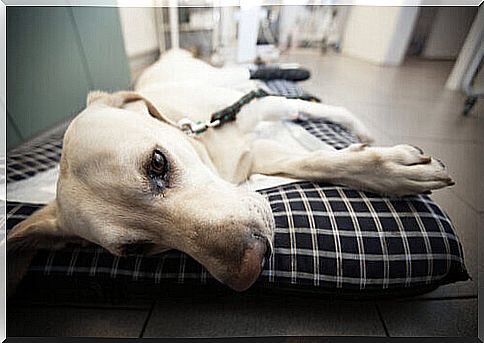 Canine neosporosis: causes, symptoms and treatment