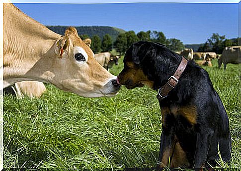 Dog near a cow.