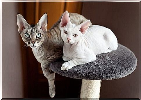 Devon rex