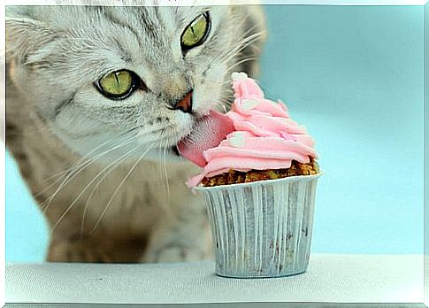 Cupcake recipes for cats