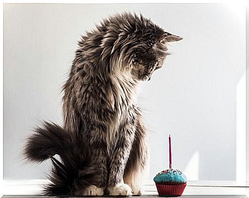 Cat with cupcake with candle 