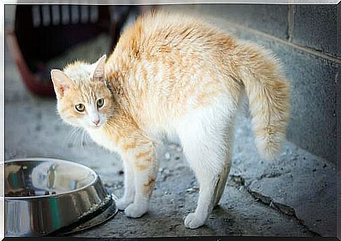 Cat with bowl and straight coat 