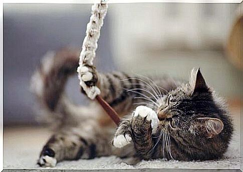 Cat playing with rope on the carpet 