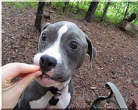 Celiachia nel cane, esiste cibo per cani senza glutine