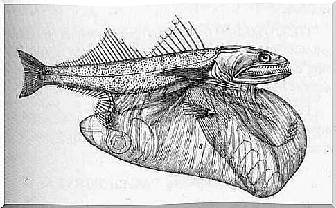 Chiasmodon niger drawing