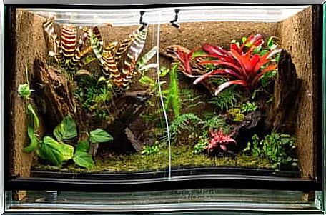 Tropical terrarium with springtails.