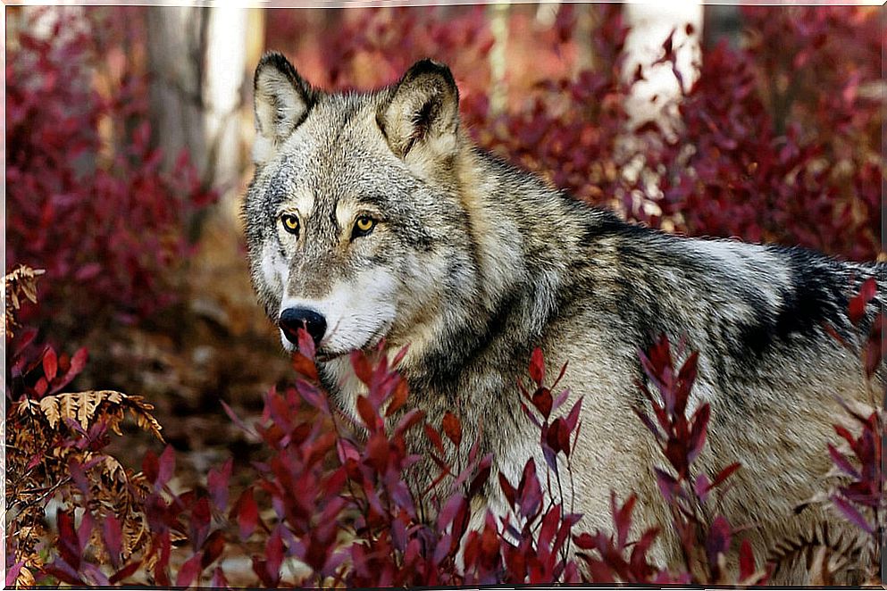 Common behavioral traits of wolf species