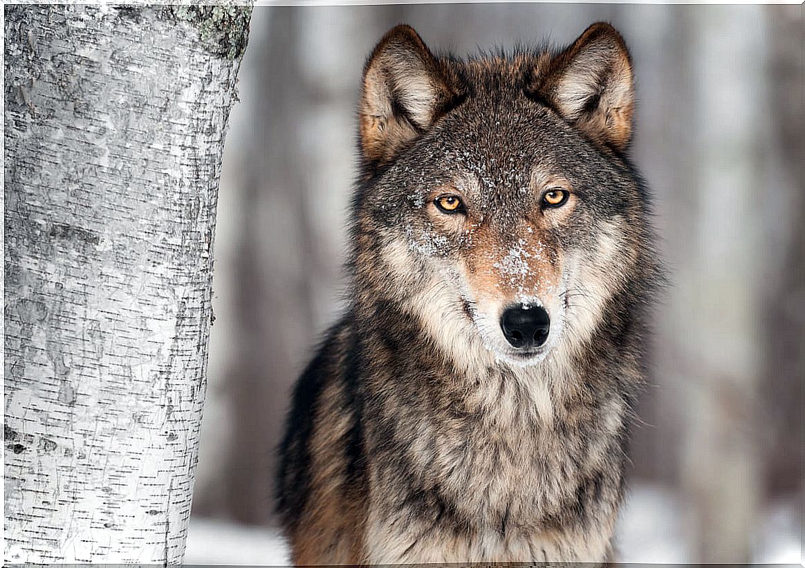 A gray wolf.