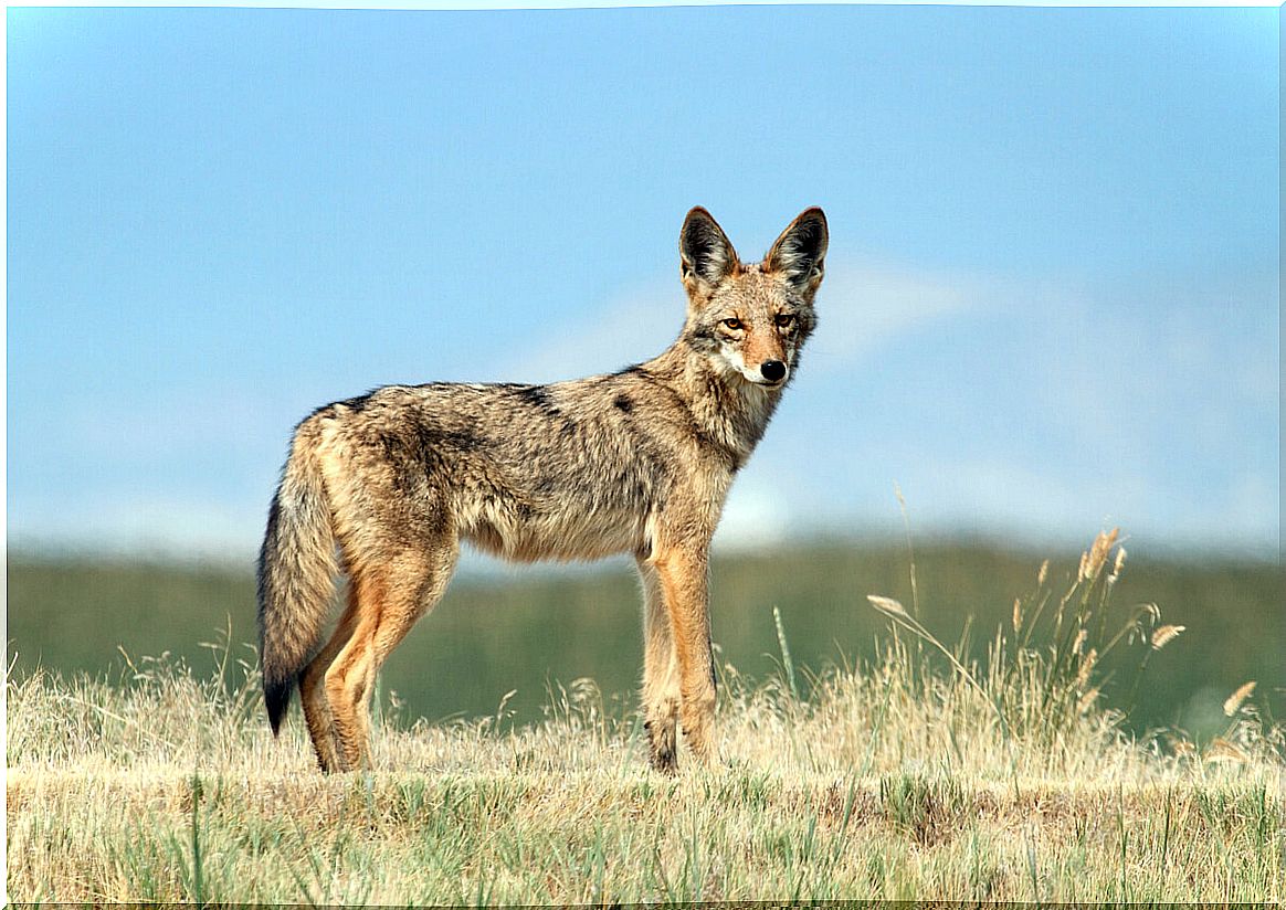 A coyote staring at the camera.