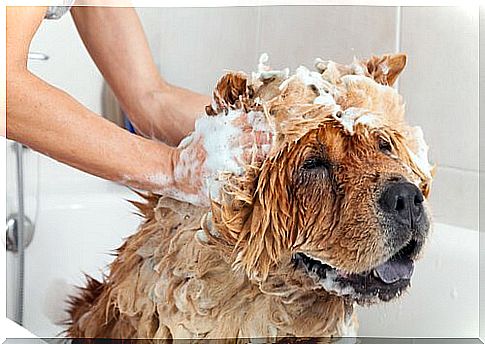 Dog cosmetics: risks and dangers