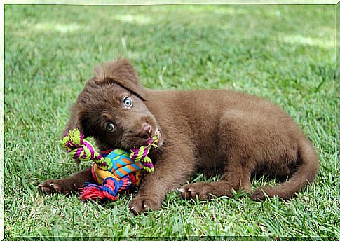 dog with toy in mouth