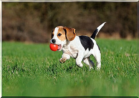 beagle with ball in mouth