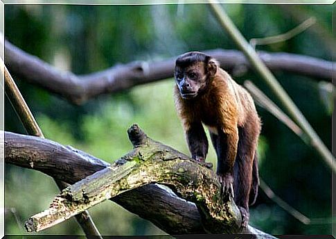 Cebo with croissants walks on a branch