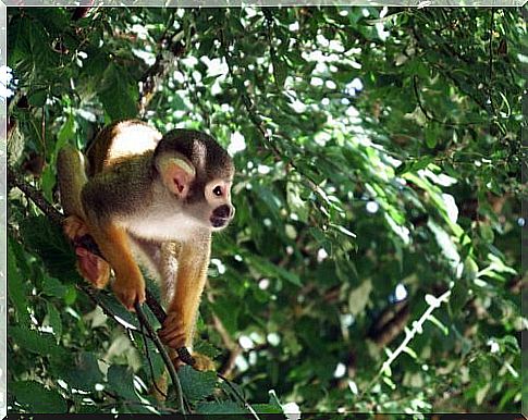 Squirrel monkey among the trees