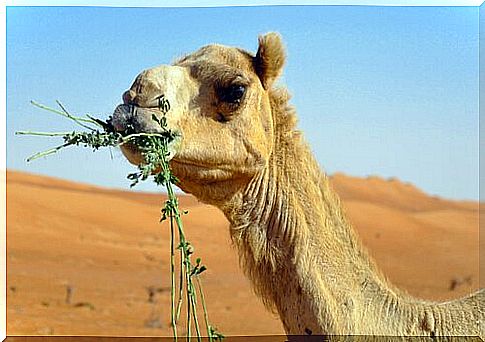 Curiosities about the feeding of the camel