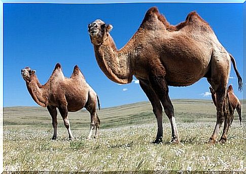 camels in profile in an Asian desert