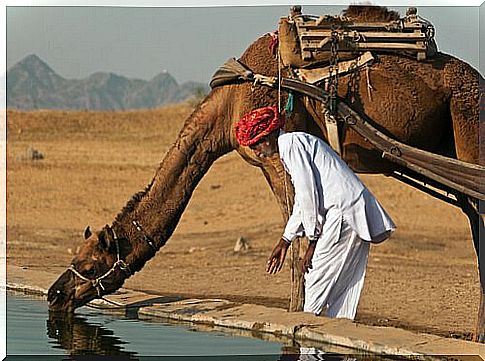 a camel drinking water with its handler