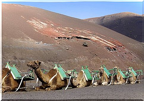 a row of camels in the desert with green seats