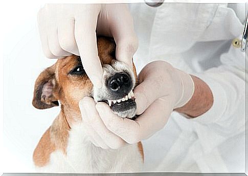 Dental floss for dogs