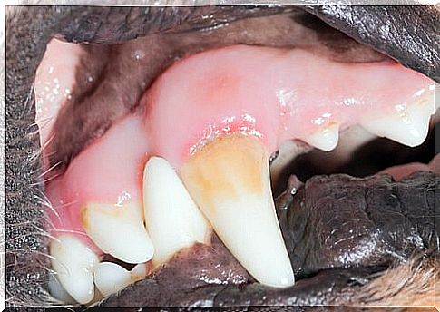 Close up view of a dog's gums