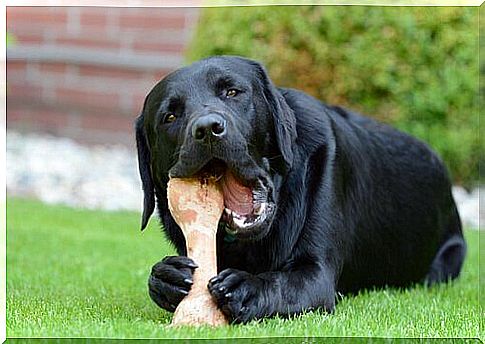 Black Labrador eating a bone