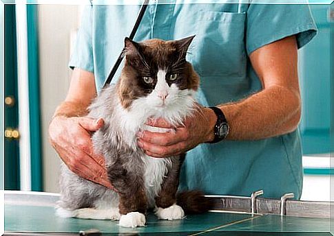 a cat sitting on the vet's bed is examined