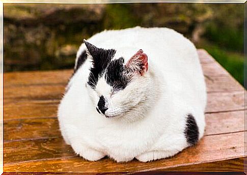 a black and white cat sleeps on a wooden bench