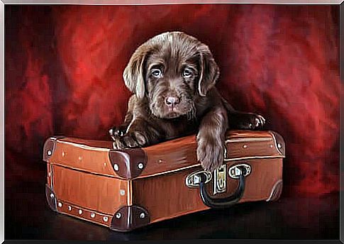 Picture representing a puppy dog ​​on top of a suitcase.