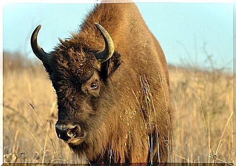 Differences between bison, wildebeest and buffalo