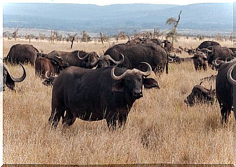 African black buffalo together with a large herd